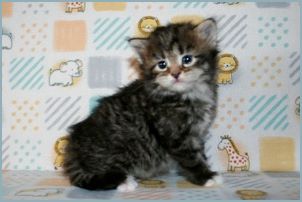 Male Siberian Kitten from Deedlebug Siberians